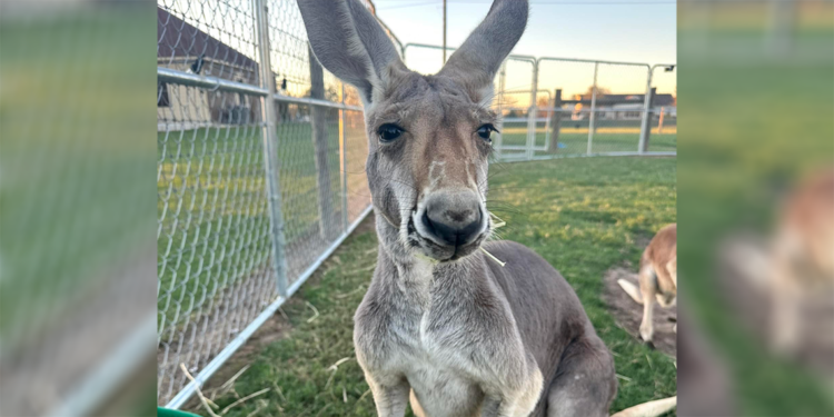 ABD'de evden kaçan kanguruyu arama çalışmaları sürüyor