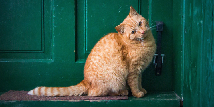 ABD'de kediyi öldürüp yiyen kadına 1 yıl hapis cezası