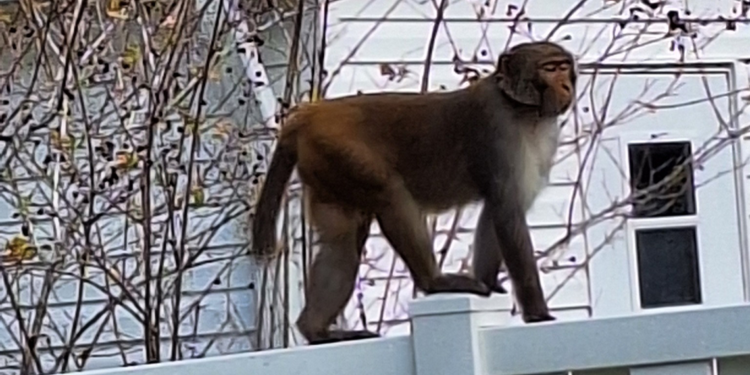 ABD'de polis, sokakta dolaşan maymunlara karşı halkı uyardı