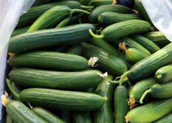 ABD'de salmonella salgını: 68 kişi hastalandı