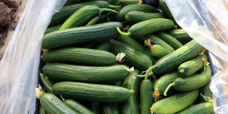 ABD'de salmonella salgını: 68 kişi hastalandı