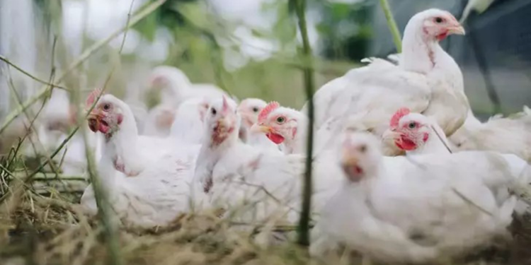 ABD'nin California eyaletinde OHAL ilan edildi