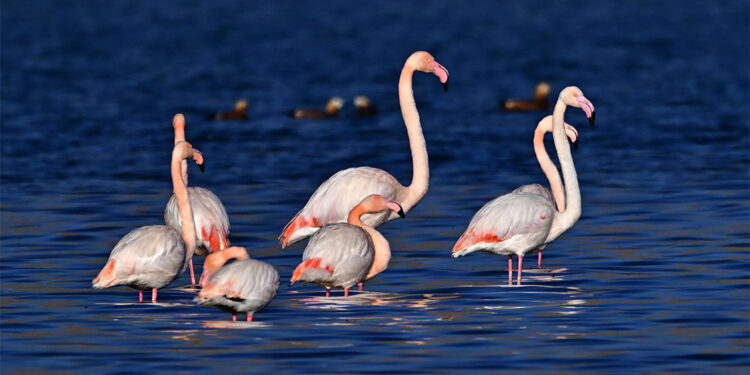 Flamingolar Van Gölü kıyılarını renklendiriyor