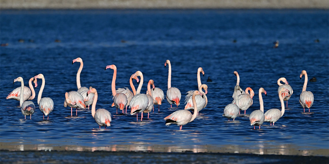 Van Gölü Havzası, her yıl İran'ın Urmiye Gölü'nden nisan aylarında gelen binlerce flamingoyu ağırlıyor. Bahar aylarında gelen ve havaların soğumasıyla havzadan göç eden flamingolar Van Gölü kıyılarını renklendiriyor.