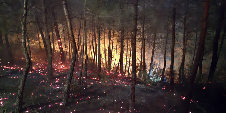 Adana'nın Kozan ilçesinde orman yangını çıktı