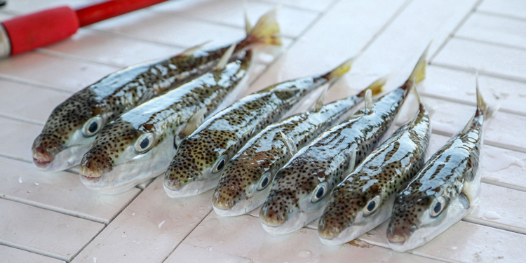 Antalya'da balon balığı avcıları 747 bin 544 lira kazandı