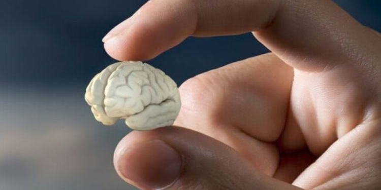 Araştırmacılar kalpte ‘mini beyin’ keşfetti