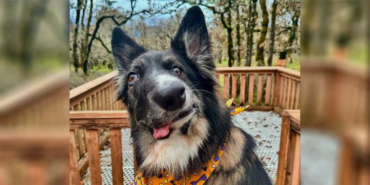 Asimetrik yüzüyle dikkat çeken köpek, Picasso’nun eserlerine benzetildi