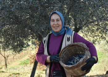 Asırlık zeytin ağaçlarında hasat