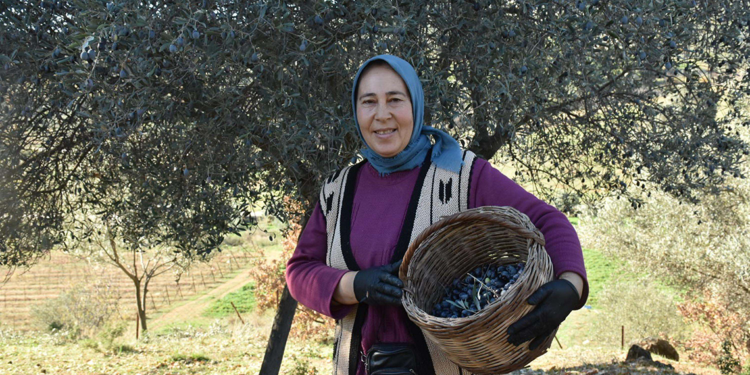 Asırlık zeytin ağaçlarında hasat