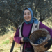 Asırlık zeytin ağaçlarında hasat
