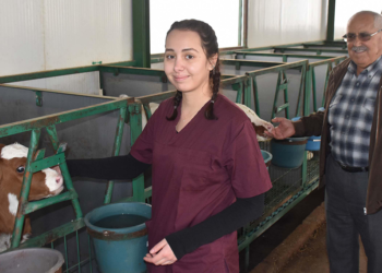Ayşegül, dedesiyle çiftlikte hayvancılık yapıyor