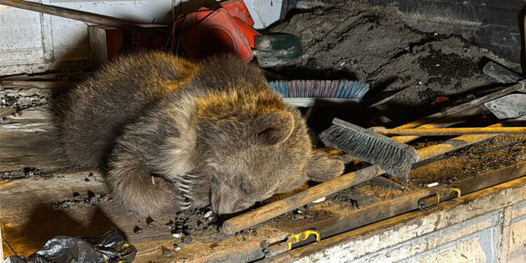 Bartın'da aracın çarptığı yavru ayı öldü