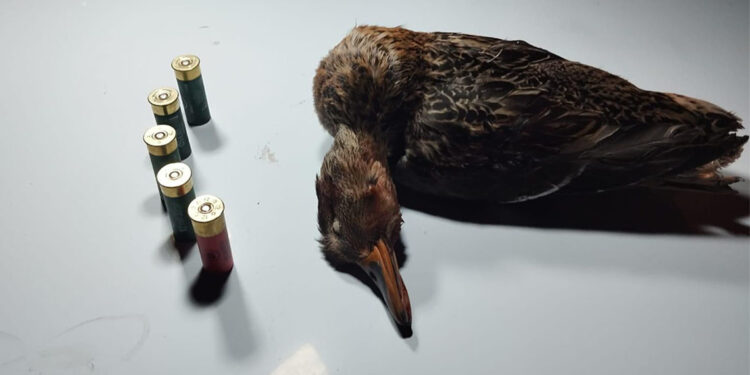 Boz ördek avlayan kaçak avcıya para cezası