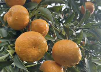 Bodrum mandalinası bahçede 10, pazarda 50 liraya satılıyor