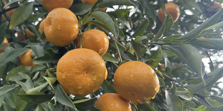 Bodrum mandalinası bahçede 10, pazarda 50 liraya satılıyor