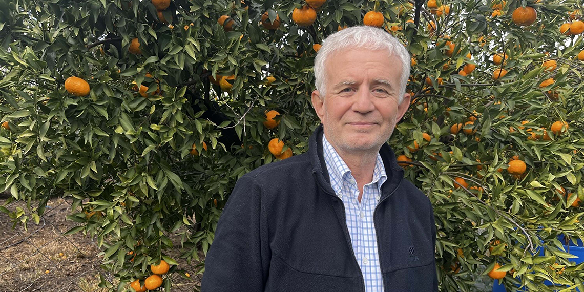 Bodrum mandalinası bahçede 10, pazarda 50 liraya satılıyor