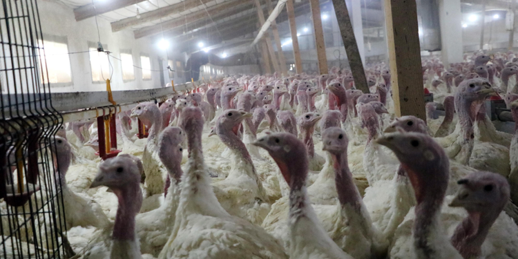 Bolu'da yılbaşına özel 150 bin hindi üretildi