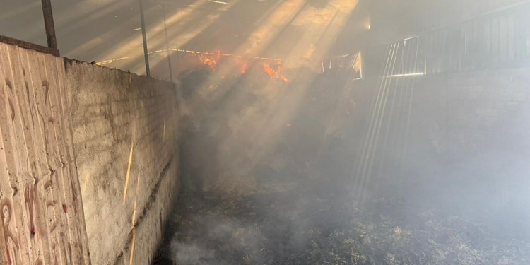 Çanakkale'de besi çiftliğinde çıkan yangında 6 büyükbaş öldü