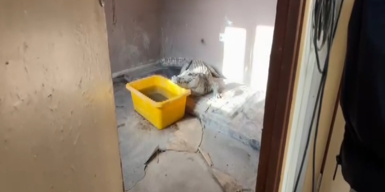 'Çerkes Cengiz'in villasına operasyon; Nil timsahı ve anakonda yılanı ele geçirildi