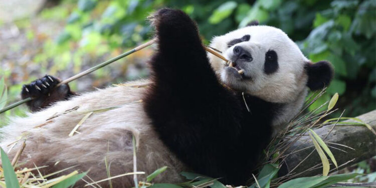 Dev pandalar Avustralya'ya gönderildi