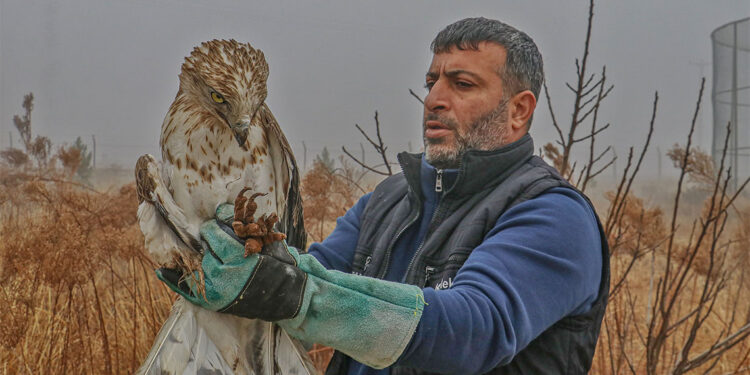 Diyarbakır'da 1 yılda 304 yabani hayvan tedavi edildi