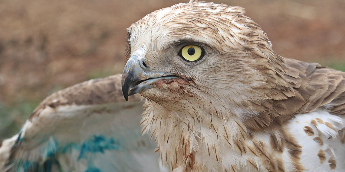 Diyarbakır’da Dicle Yaban Hayvanı Kurtarma ve Rehabilitasyon Merkezi’nde 1 yılda 304 yabani hayvan tedavi edildi