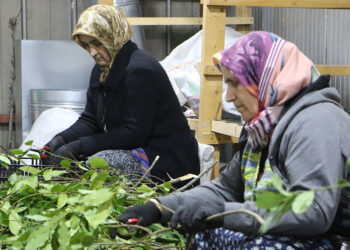 Dünya defne ihtiyacının yüzde 95'ini Türkiye'den karşılıyor