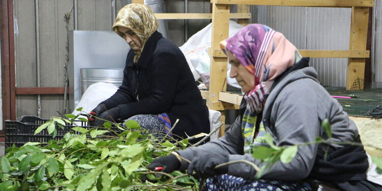 Dünya defne ihtiyacının yüzde 95'ini Türkiye'den karşılıyor