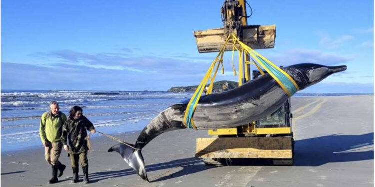 Dünyanın en nadir görülen balinası ilk kez inceleniyor