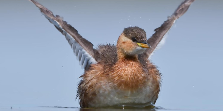 Daha önce Çanakkale'de görülmeyen 50 yeni kuş türünü fotoğrafladı