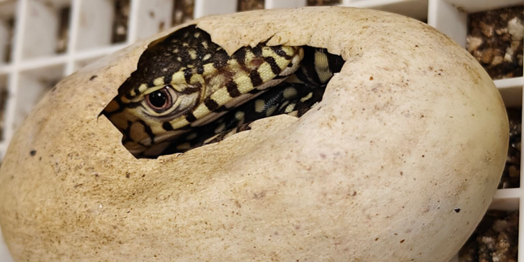 Dünyanın en büyük kertenkelesinin ilk yavruları doğdu