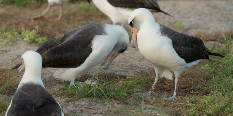 Dünyanın en yaşlı yabani kuşu Wisdom, 74 yaşında yumurtladı