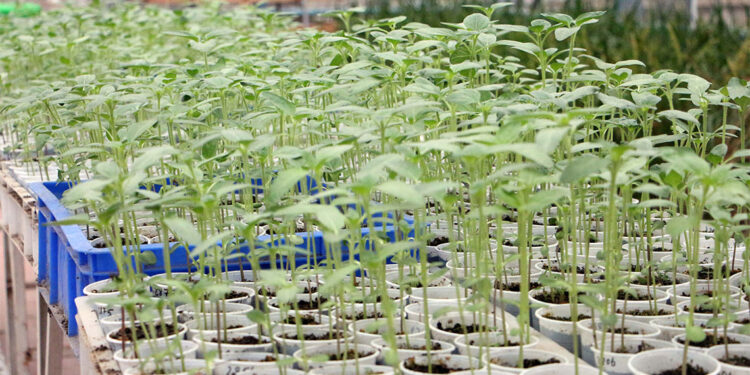 Hastalığa karşı dayanıklı yeni ayçiçeği türü geliştirildi