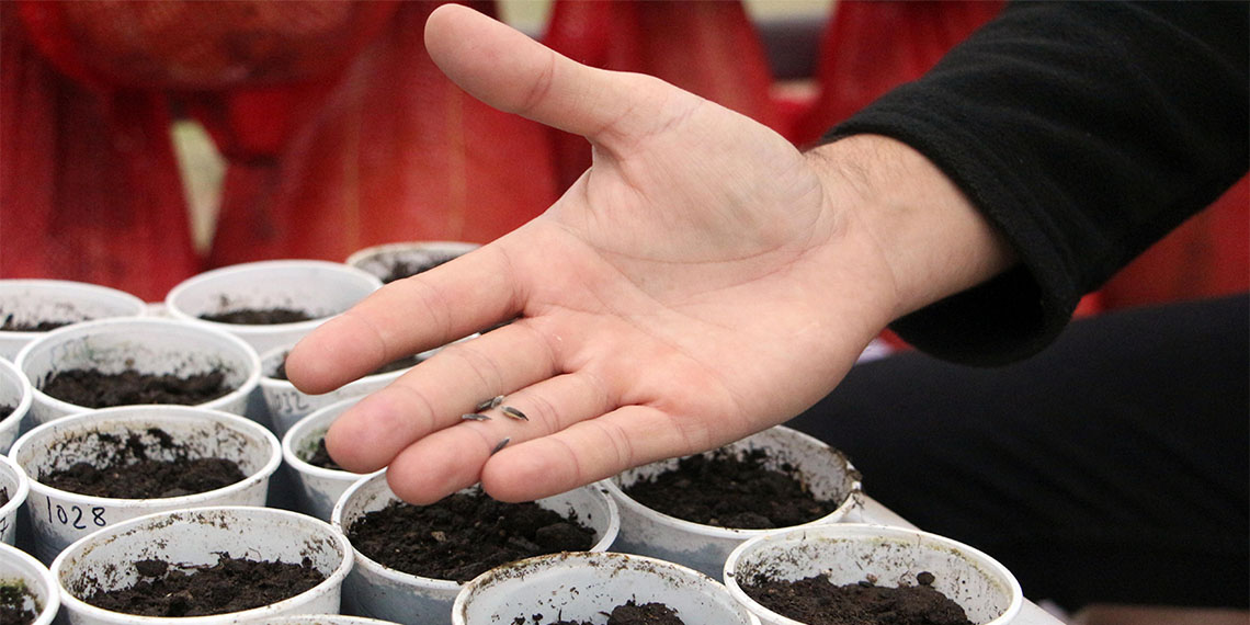 Türkiye'nin tarımsal üretimde önemli tohum ıslah merkezlerinden biri olan Trakya Tarımsal Araştırma Enstitüsü (TTAE) bünyesinde, kuraklık ve hastalığa karşı dayanıklı yeni ayçiçeği türü geliştirildi.