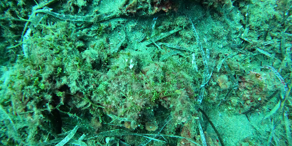 Manisa Celal Bayar Üniversitesi’nden (MCBÜ) Deniz Biyoloğu Prof. Dr. Ergün Taşkın, Ege kıyılarında 470 makroalg ve deniz çayırları türü tespit ettiklerini belirtti.