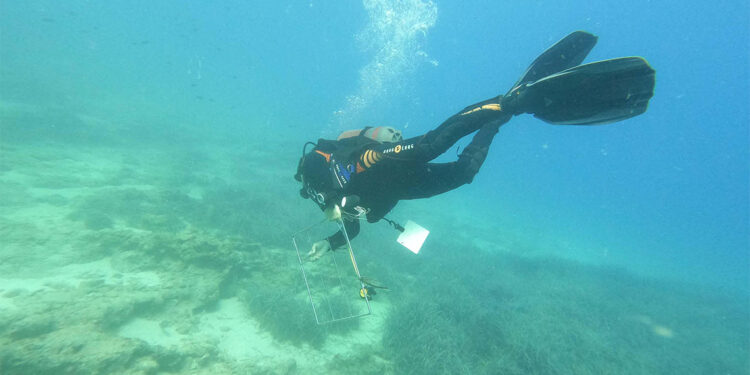 Ege'de makroalg ve deniz çayırları tehlike altında