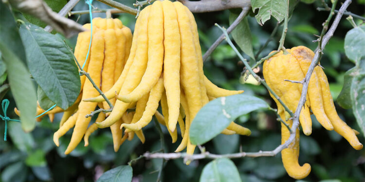İlginç narenciye türleri bu bahçede yetişiyor