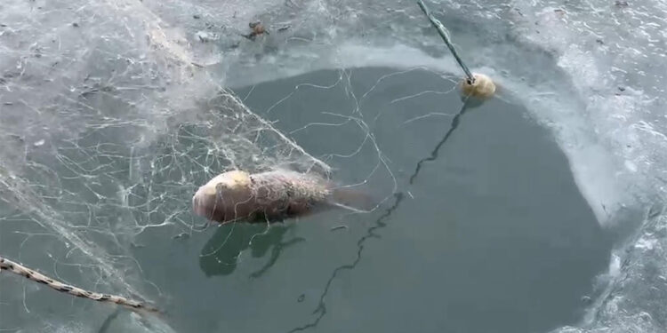 Çıldır Gölü'ne Eskimo usulü av için atılan ağlar çekildi