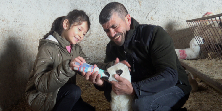 Felçli kuzuyu biberonla besliyorlar