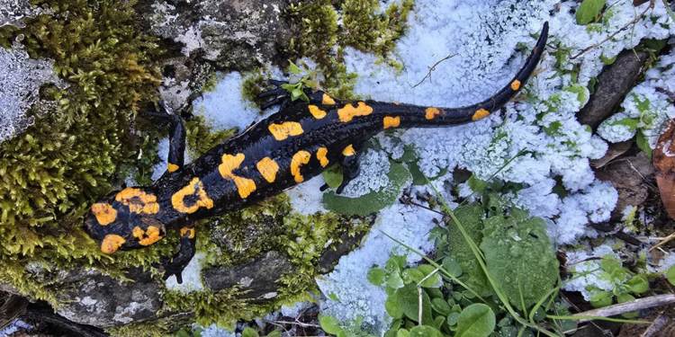 Gaziantep'te nesli tükenme tehlikesi altında olan 'Türk semenderi' görüldü