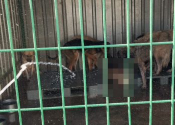 Gemlik'te hayvan bakım evinde aç kalan köpekler ölen köpeği yedi