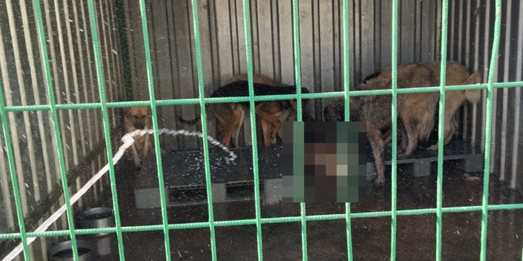Gemlik'te hayvan bakım evinde aç kalan köpekler ölen köpeği yedi
