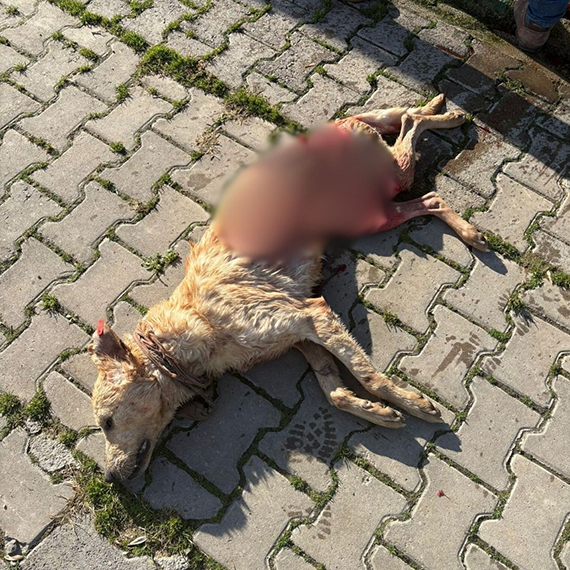 Gemlik'te hayvan bakım evinde aç kalan köpekler ölen köpeği yedi