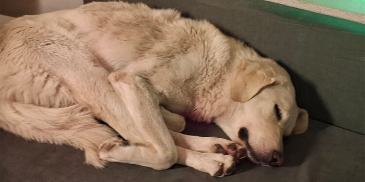 Islanan ve üşüyen sokak köpeğine sahip çıktılar