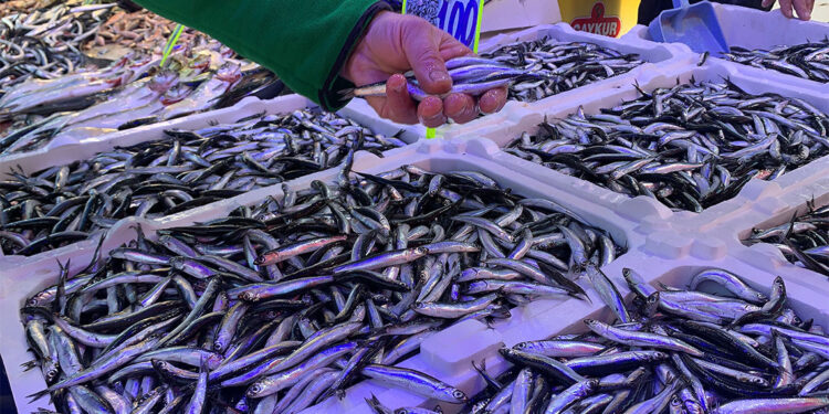Balık çeşitliliği arttı, hamsi 100 liraya düştü