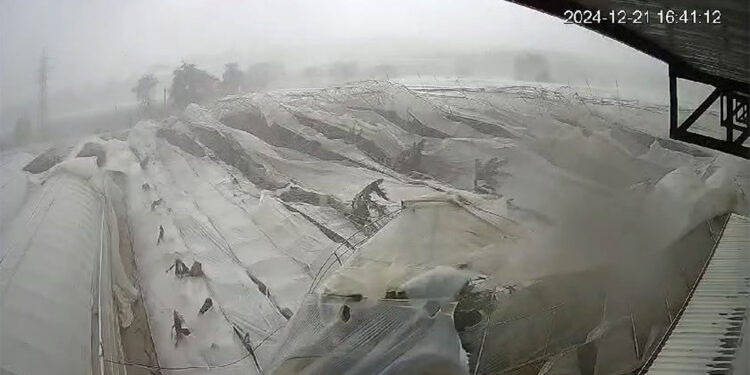 Antalya'da hortum 5 muz serasını yıktı