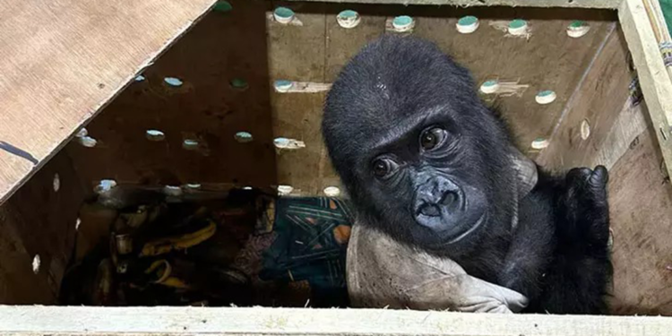 Havalimanında yavru goril bulunmuştu; Tayland polisi harekete geçti!