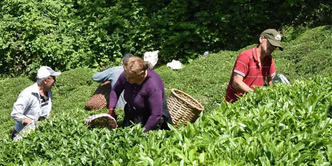 Doğu Karadeniz’de Rize, Trabzon, Artvin ve Giresun illerinde, 830 bin dekar alanda 1 milyon üretici aile tarafından yapılan yaş çay üretimi kış mevsiminde de sürüyor.