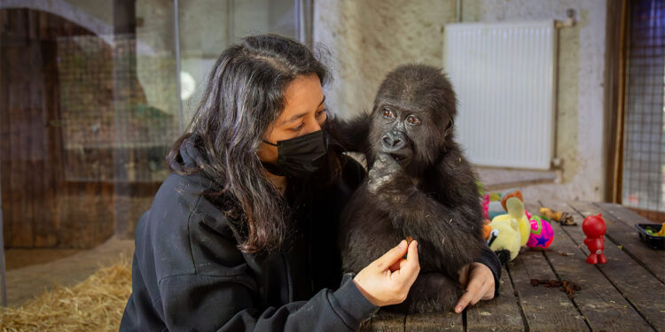 Yakalanan goril yavrusunun durumu iyi